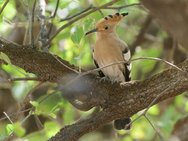 <h3><a href="/trips/oman/biota/animalia/chordata/aves/038 bucerotiformes/001 upupidae/upupa epops/upupa epops-nl.html">Upupa&nbsp;epops</a> / Eurasian&nbsp;hoopoe / Hop</h3>OM-1 Mark II met OLYMPUS M.150-400mm F4.5, 1/2000 sec  bij F4.5, ISO 6400, afstand 15.6&nbsp;m